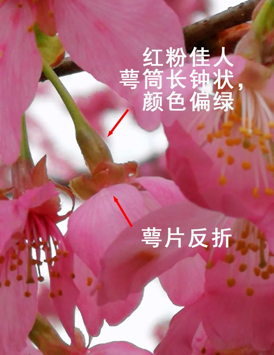 初春河津樱花图片大全,河津樱花品种大全