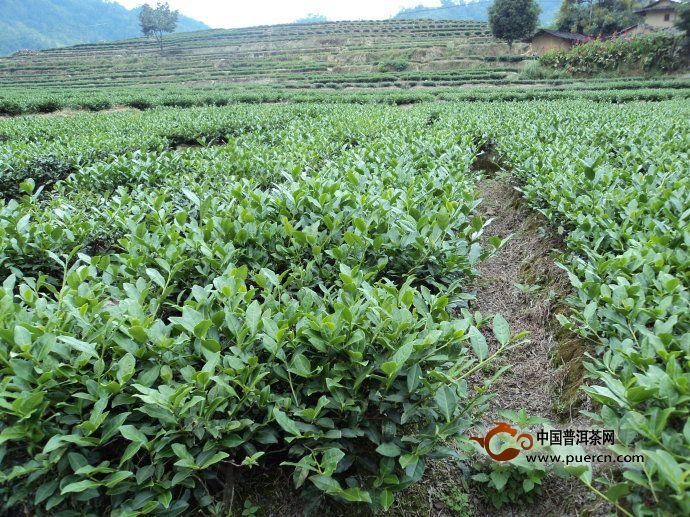 茗腾铁观音,茗腾茶业官网