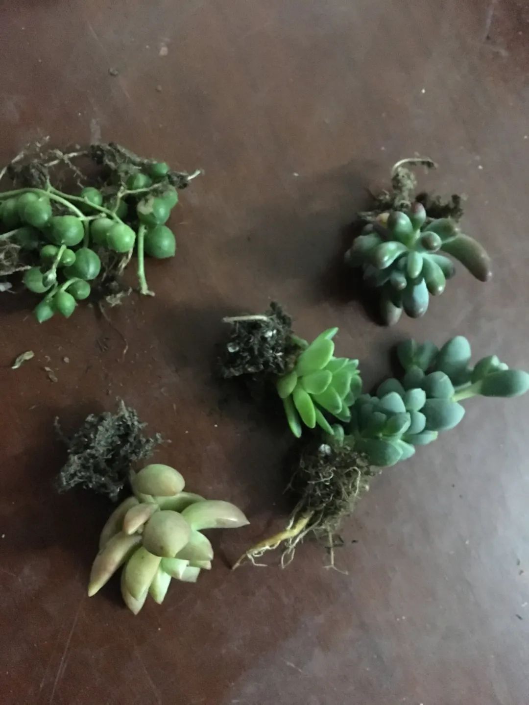 网上买花和实体店哪个好,网上买花和去花店买哪个便宜