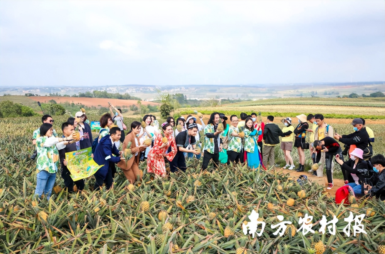 徐闻菠萝“百千直播”模式，县域电商营销培训一体化样板|数字强农“七个一百”标杆案例⑦