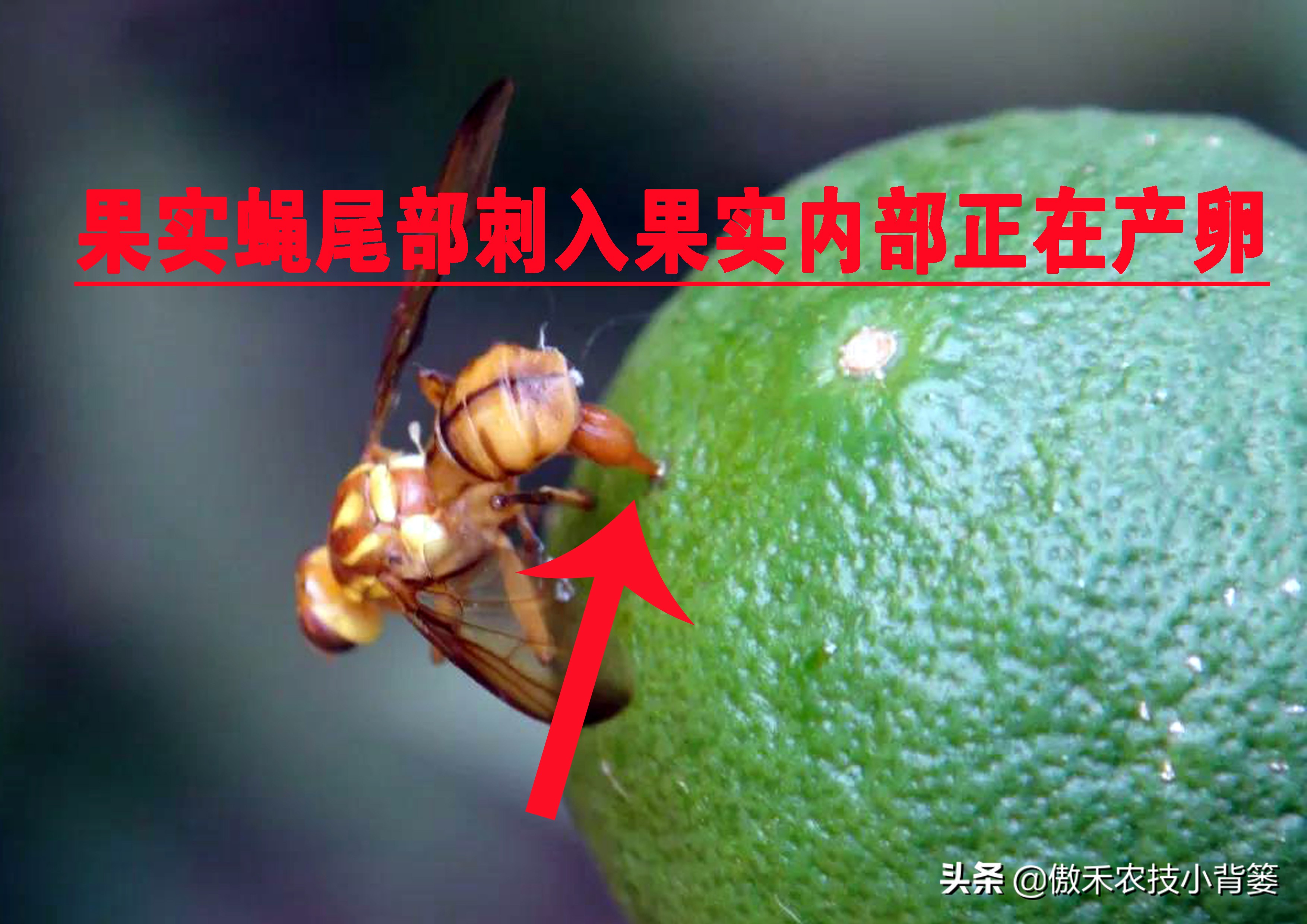 预防瓜果被虫咬的方法,瓜果有虫用什么药物