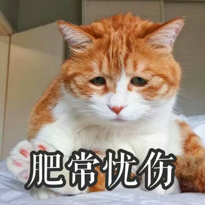 这几种猫不要养,哪几种猫便宜又好养
