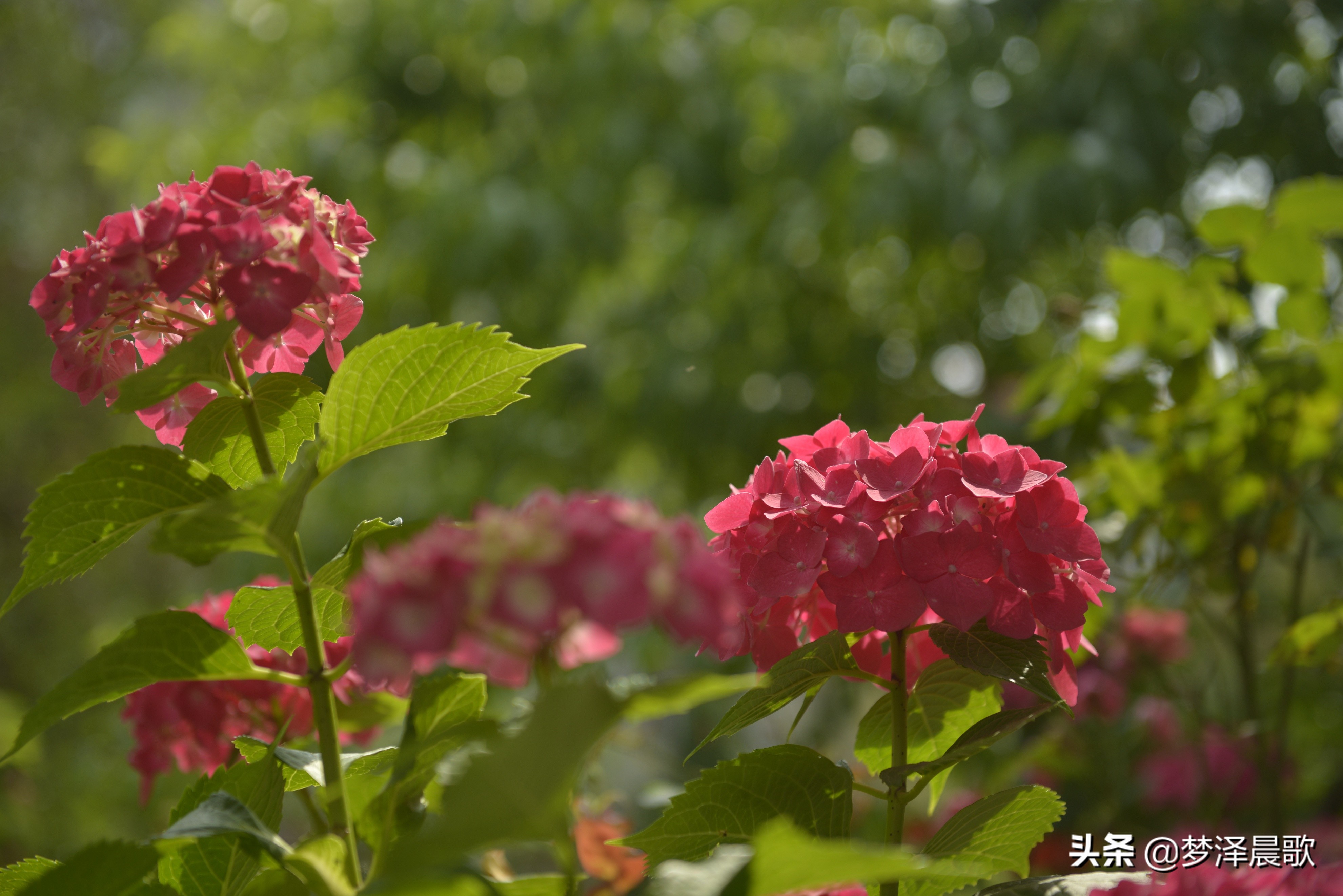 绣球花季不可错过的风景,满山遍野绣球花开惹人醉