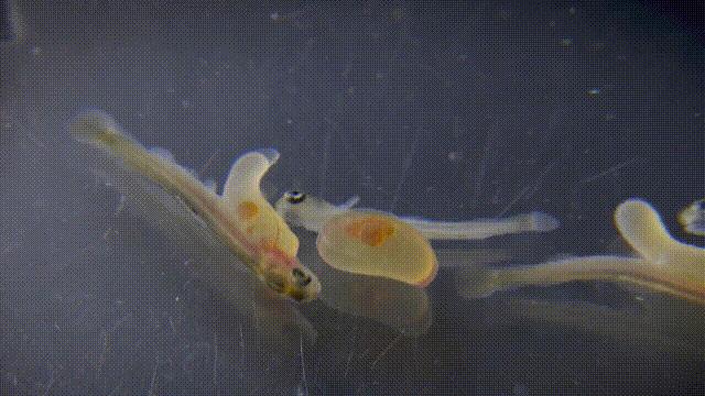 三文鱼水光真假分辨,哪种才是真正的三文鱼