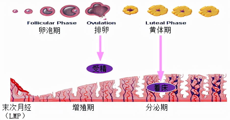 孕妈妈需要经历什么,从怀孕到生需要做多少次产检
