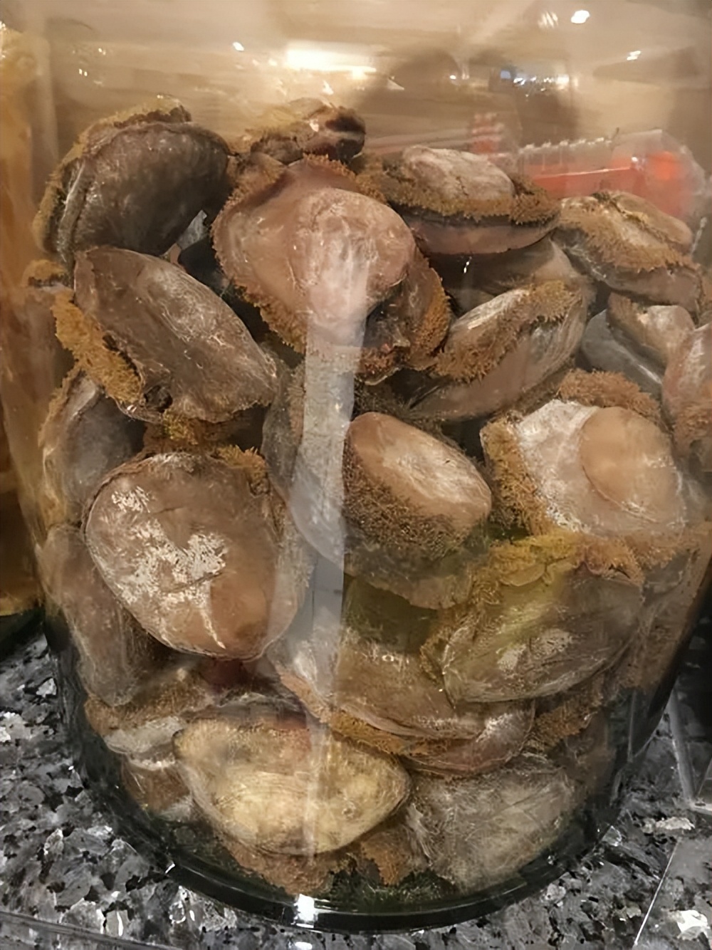 原来这才是收藏*党**的终极追求,干鲍鱼收藏你见过吗?