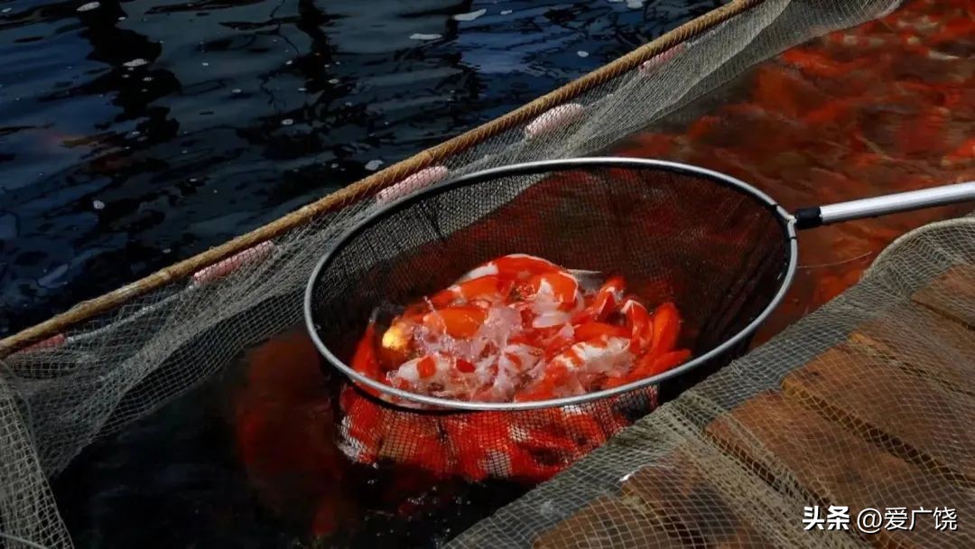 广饶广源锦鲤,广饶锦鲤