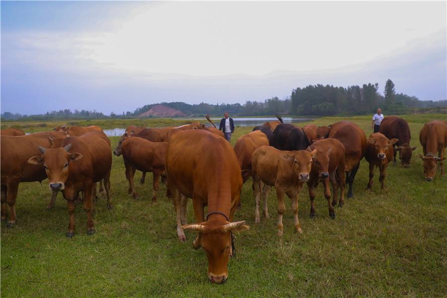 温商王均瑶近况,浙商传奇王均瑶