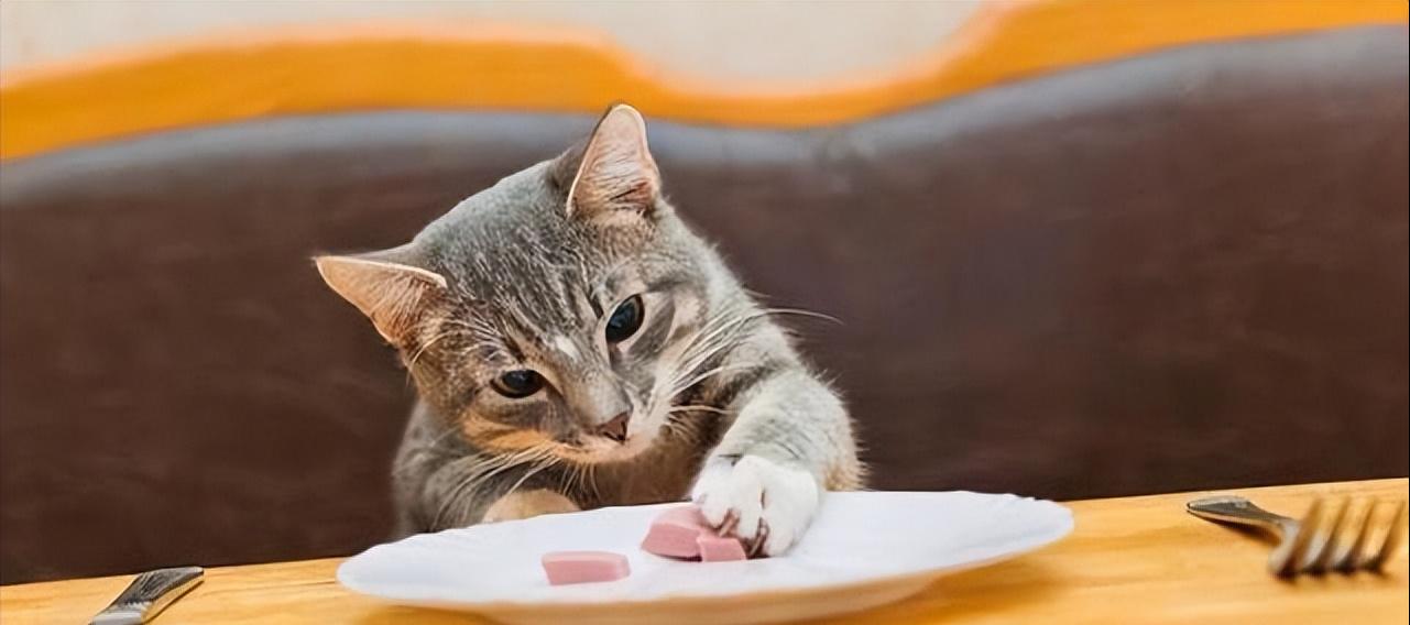 哪些猫掉毛不那么严重,哪种猫掉毛特别严重