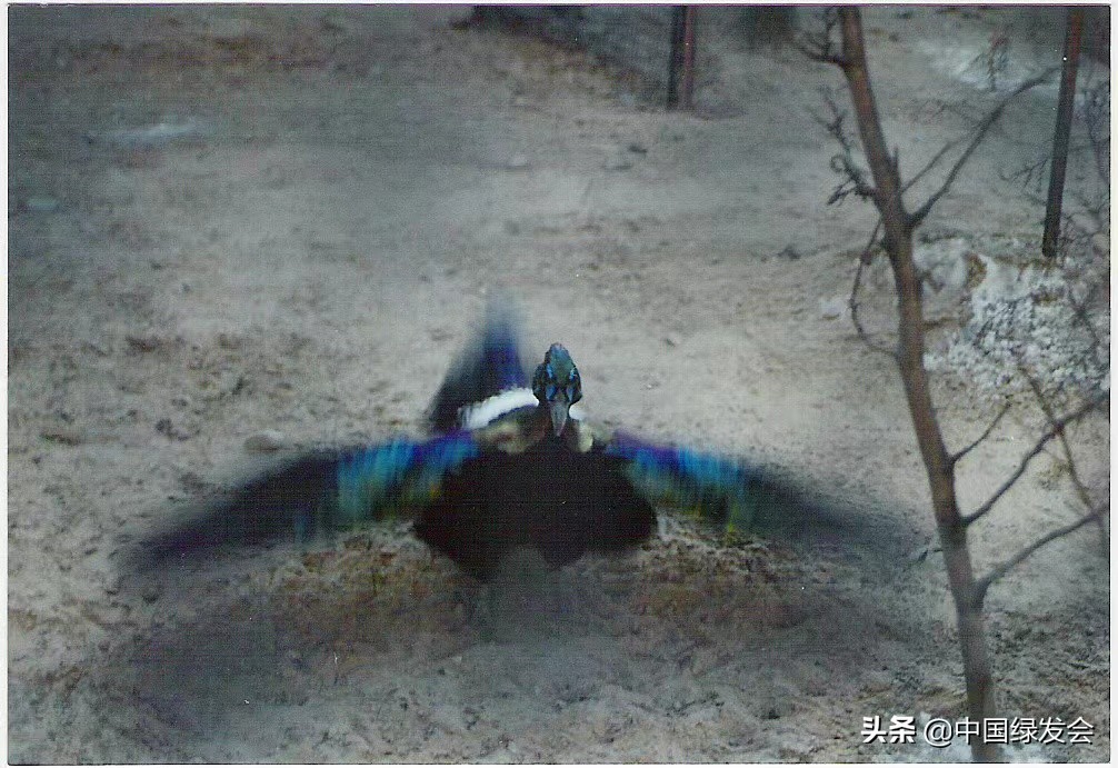 一次遇6只雄性,金属般光泽美不胜收|四川岷山无线电跟踪绿尾虹雉