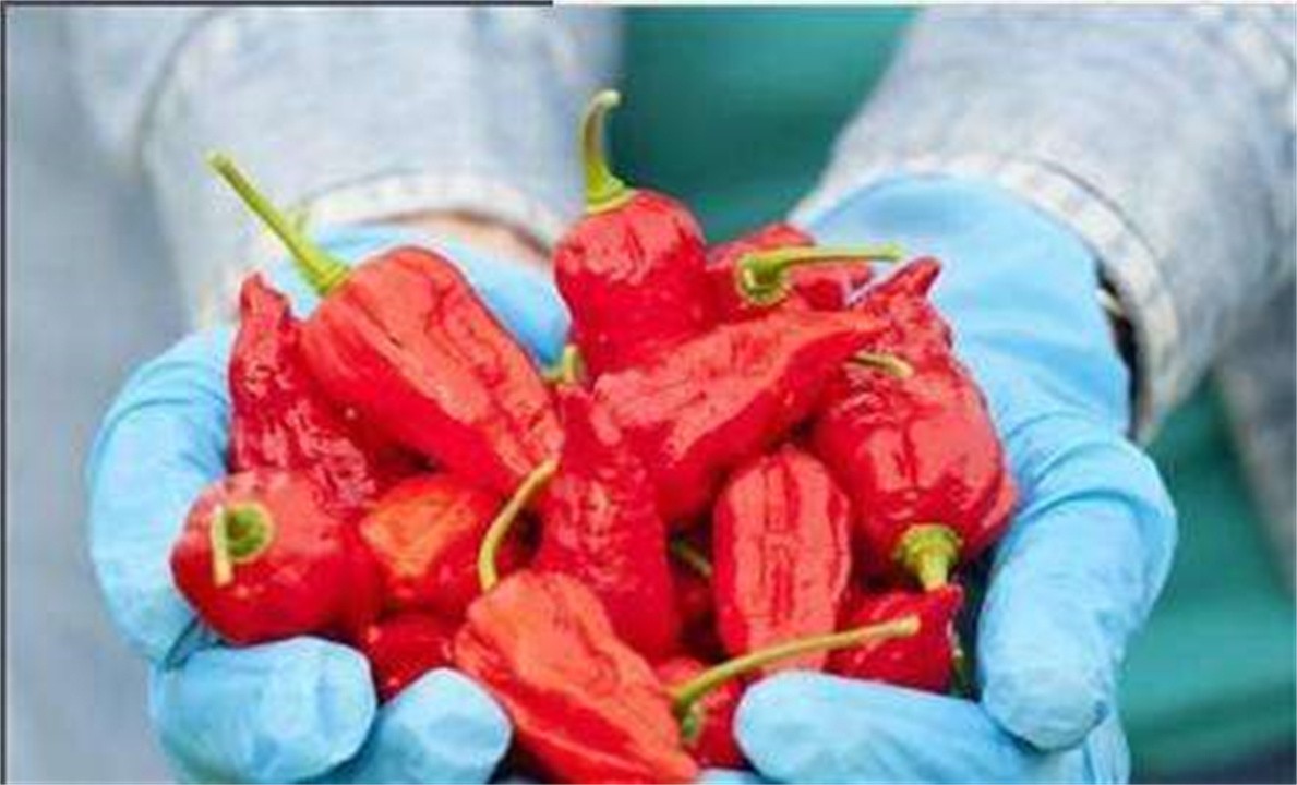 比印度魔鬼椒还要辣的辣椒,印度魔鬼椒的辣度排名第几