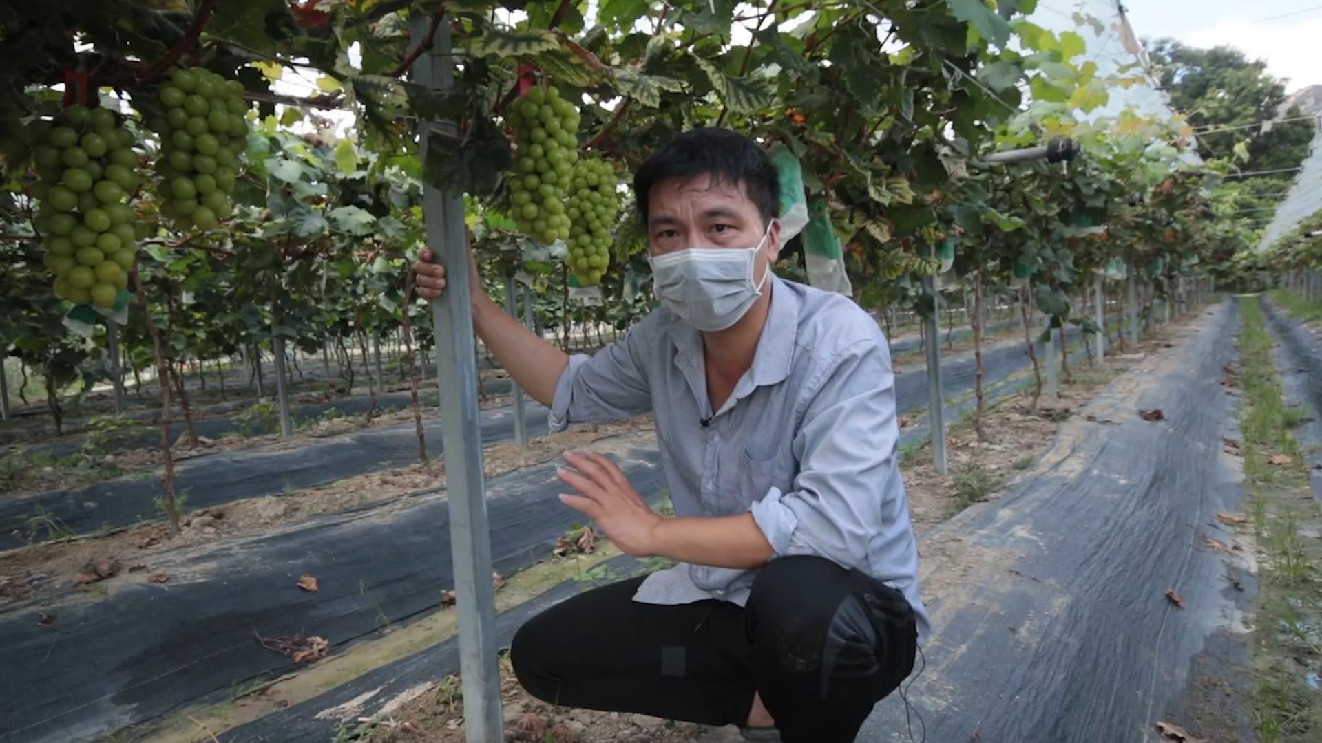 在日本阳光玫瑰多少钱1斤,日本的阳光玫瑰多少钱一斤