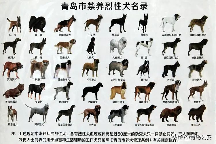 胶州家养狗,胶州禁养什么犬