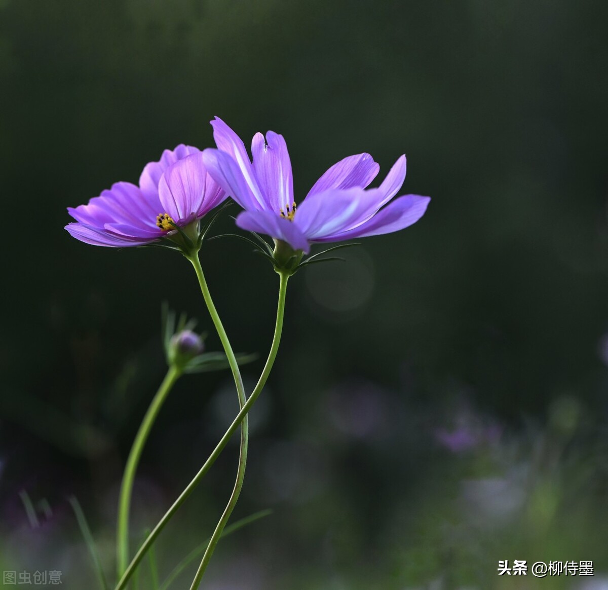 手机拍照技巧最全解析,手机拍照前先调整好哪些方面