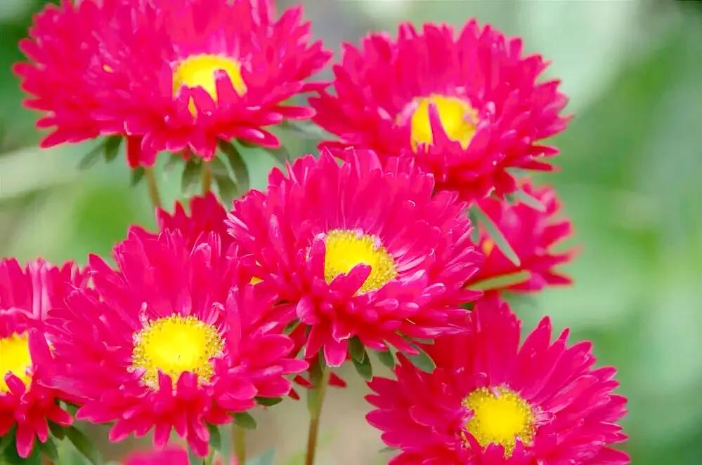 翠菊色彩斑斓,翠菊颜色多