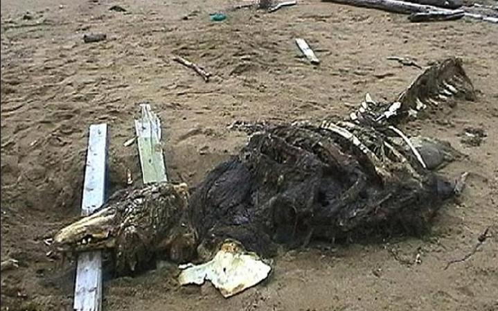 杀人蜂发家致富吗,养杀人蜂年入百万