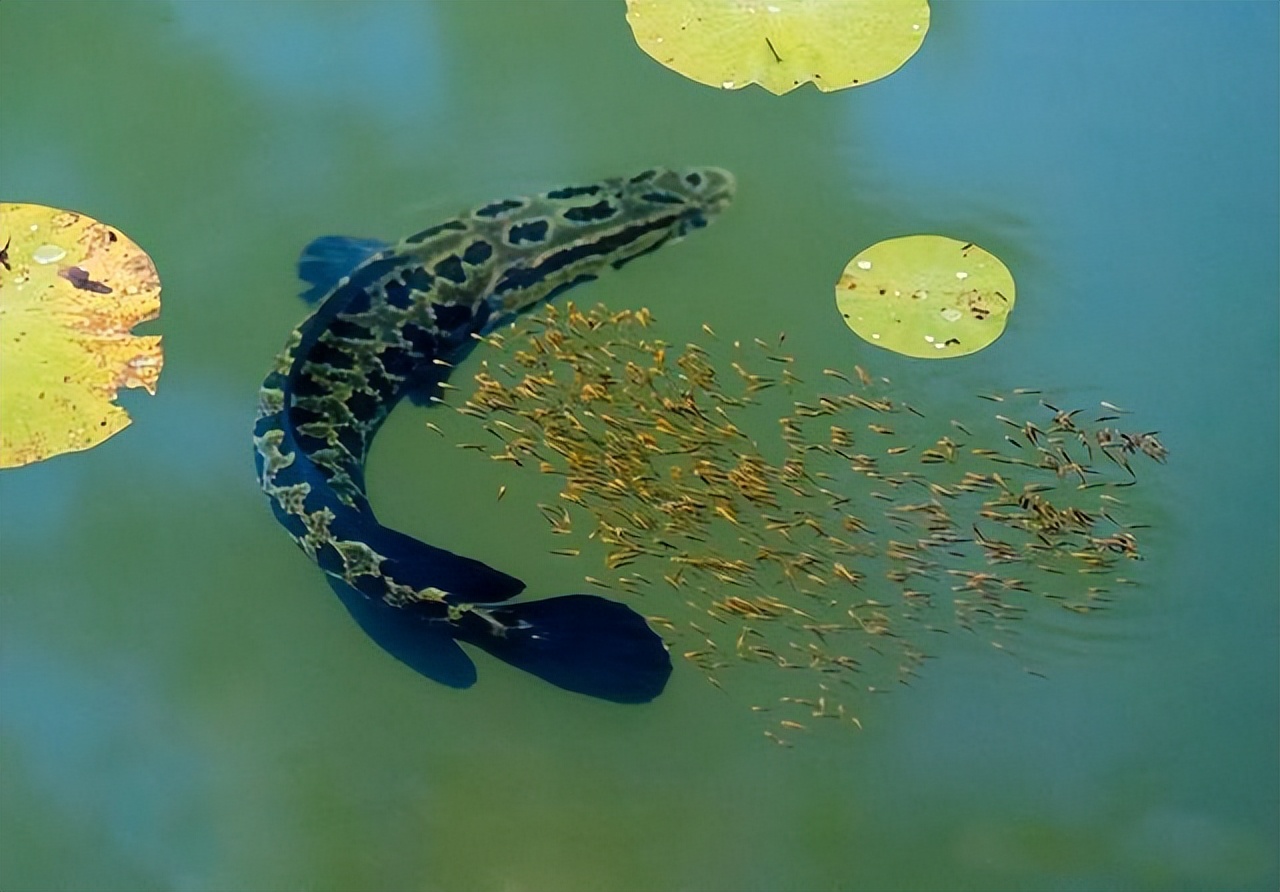 东北黑鱼几月狂口,黑鱼黑窝怎么钓最好用视频