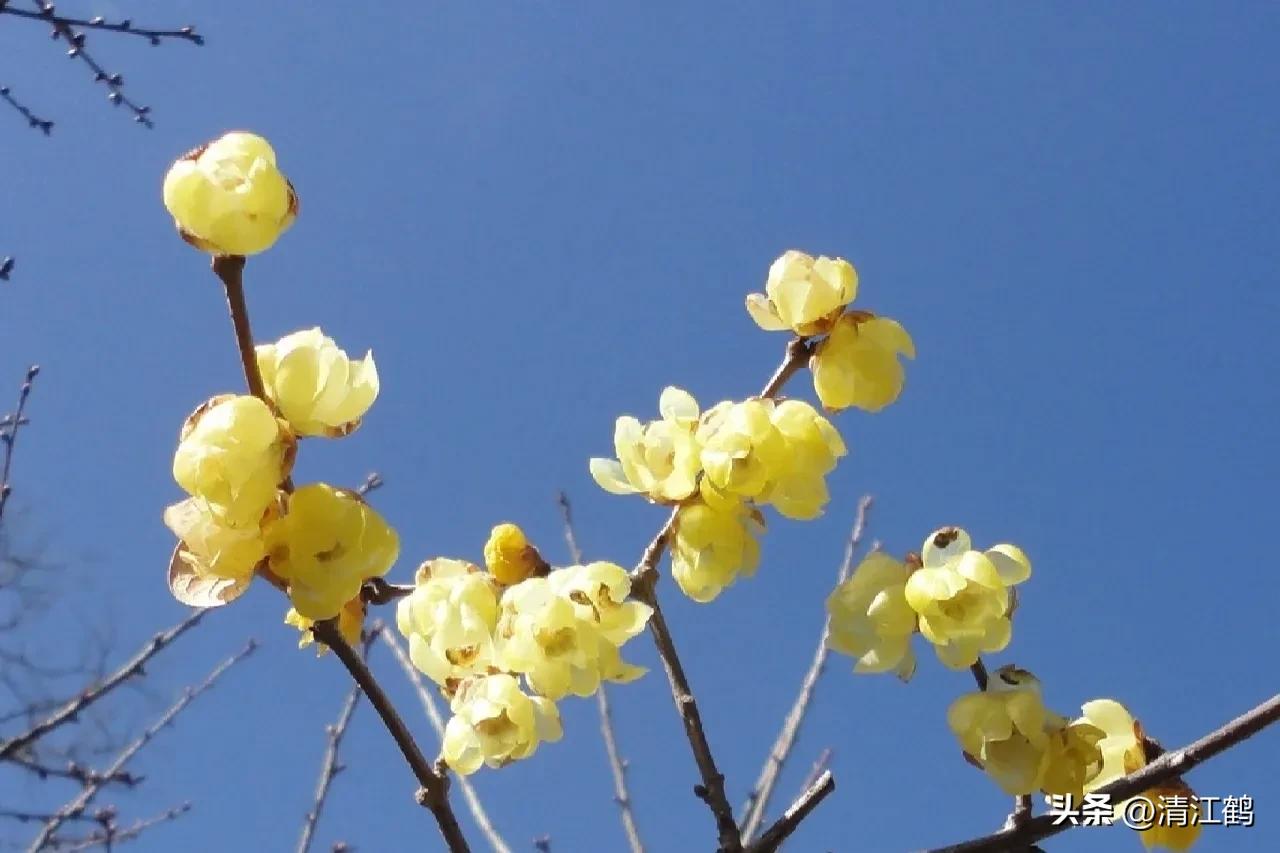 腊梅病虫害图片,腊梅病害