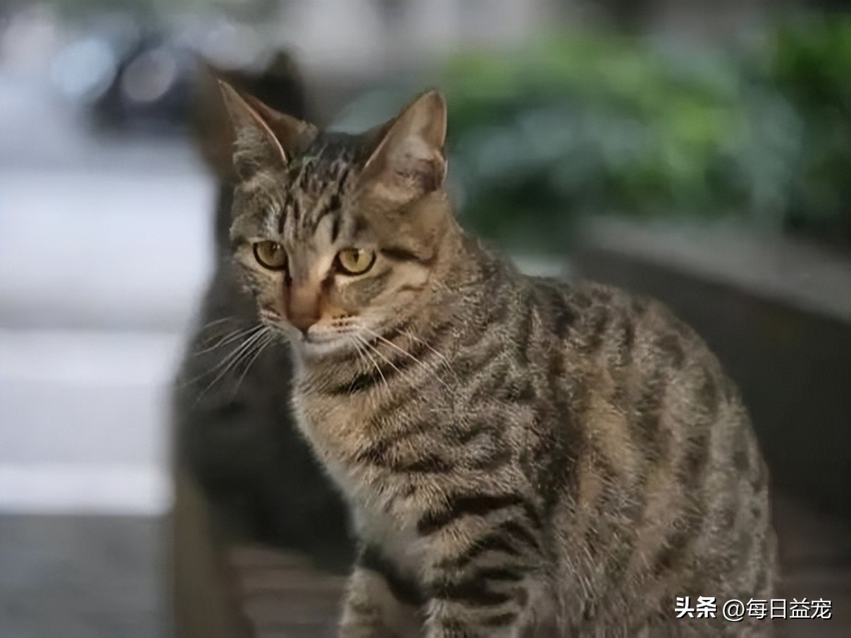 中华田园猫常见猫颜色和品种,中华田园猫最稀有的猫品种
