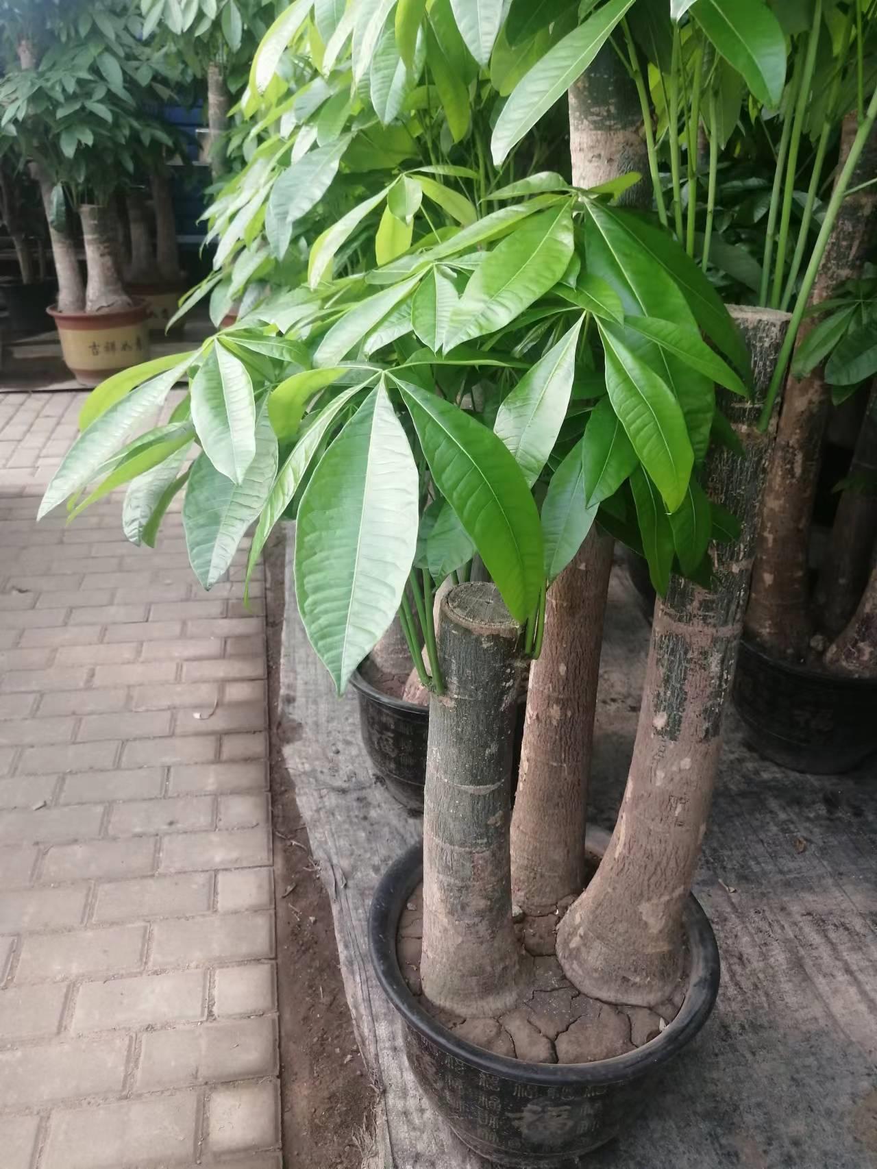 摆放客厅十种最旺气的花,家中客厅财位摆放什么最招财聚财