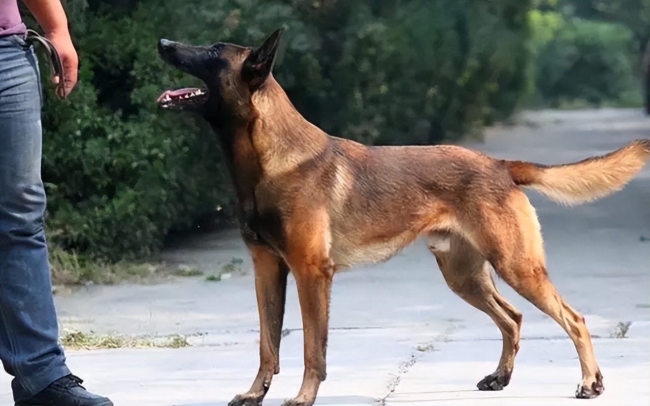 马犬好养吗有什么优点,卡斯罗和马犬的优点缺点