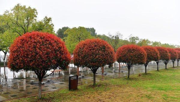 森禾2011,红叶石楠两年小苗