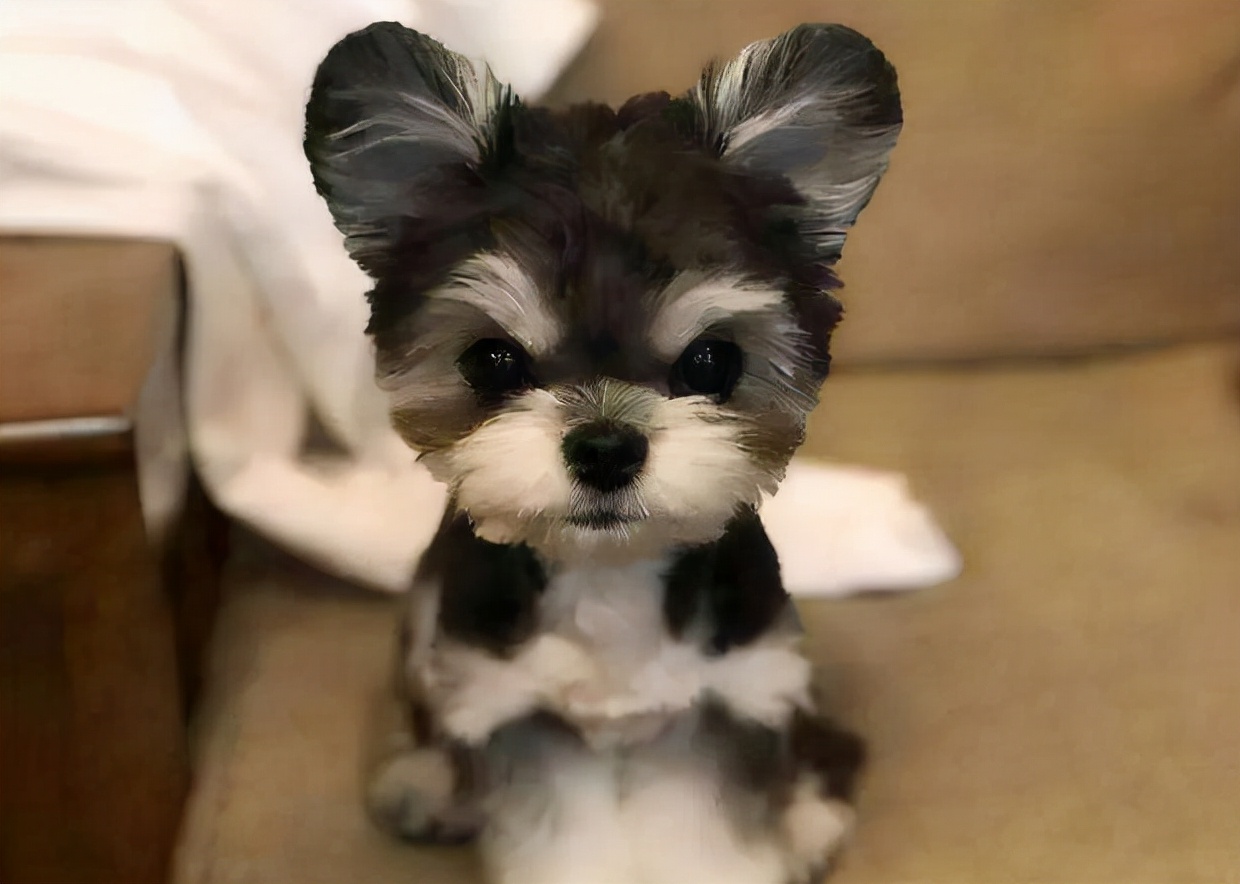 最常见的11种狗狗,比较常见的四种狗狗