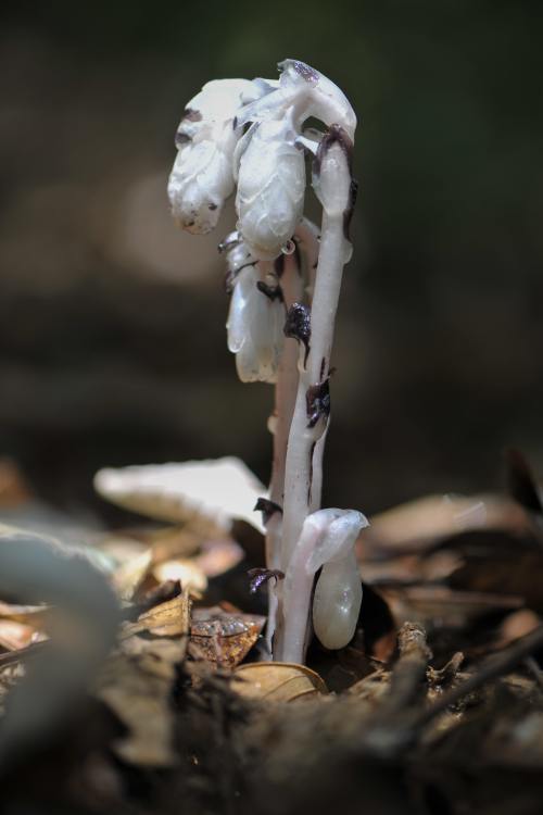 冥界之花为什么叫起死回生的仙草,大量出现冥界之花的预兆