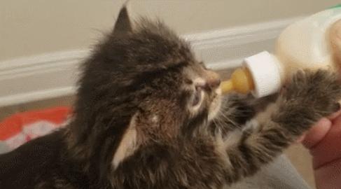 猫咪身上有个神奇的开关,猫咪身上的神秘开关