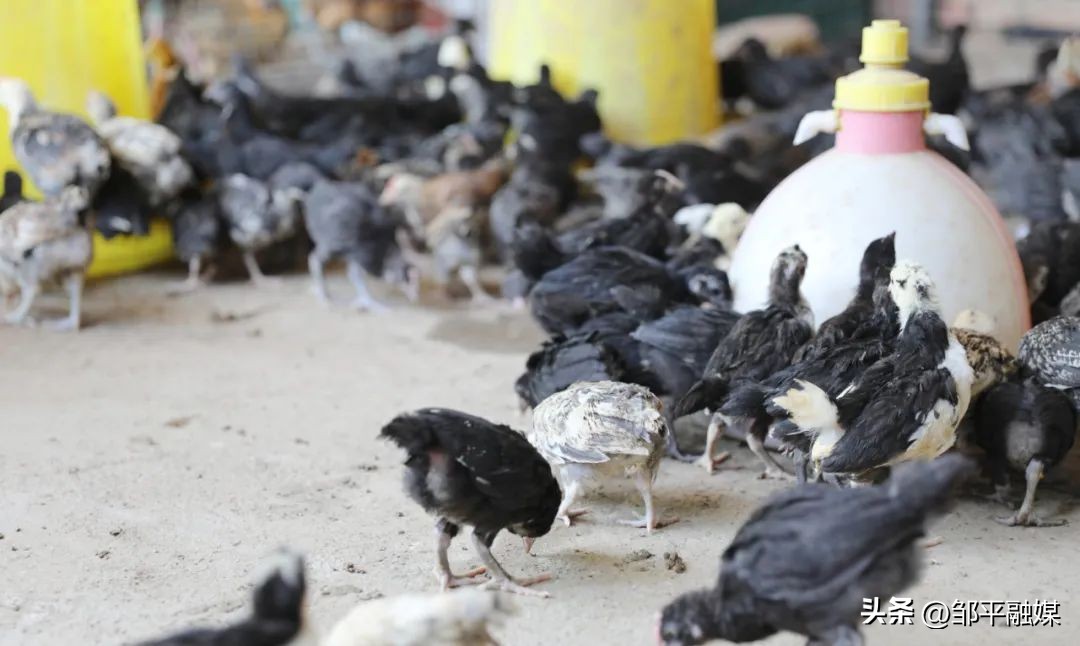 河北赵县规模化蛋鸡养殖助农增收,老河口薛集绿壳蛋鸡养殖