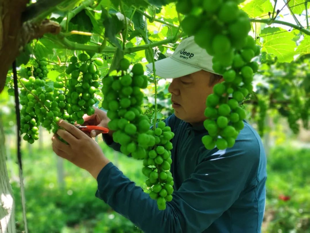 特色果业优质化发展,特色果业新政策