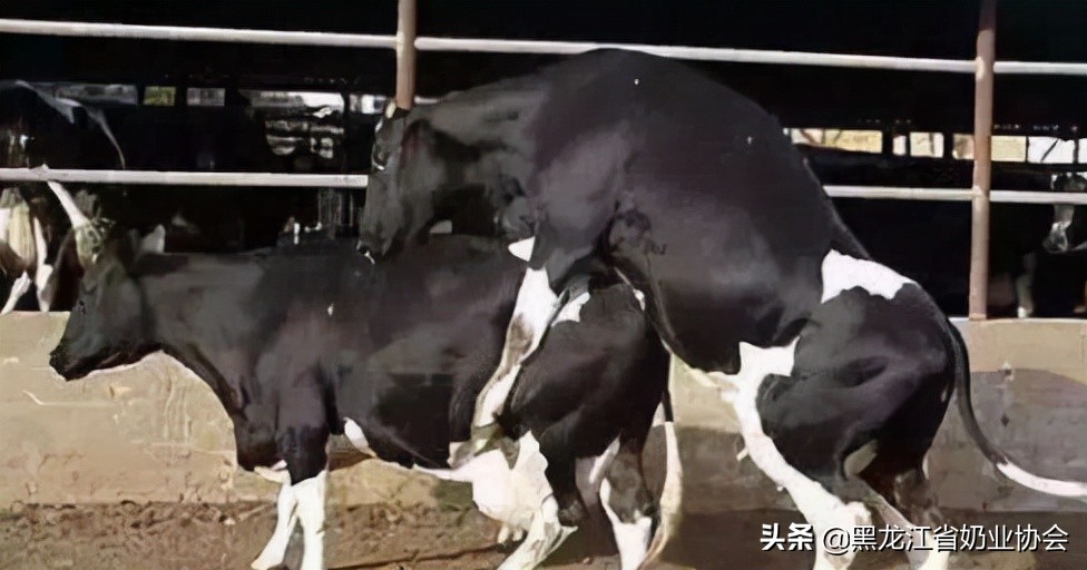 奶牛受孕怎么查,如何鉴定奶牛的好坏