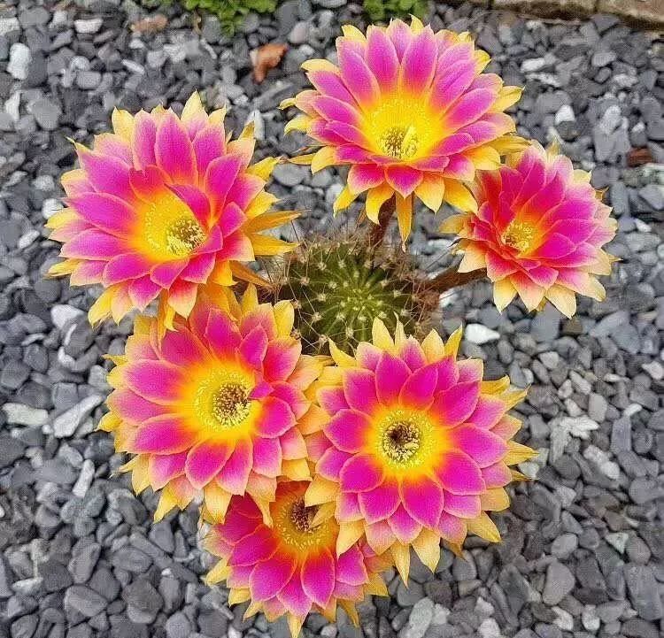 200种·仙人球开花图鉴，大开眼界，美到爆