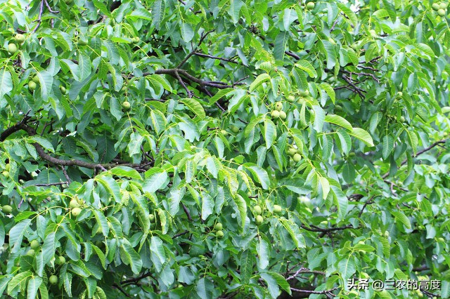 核桃的病虫害防治打什么药,核桃病虫害怎么防治