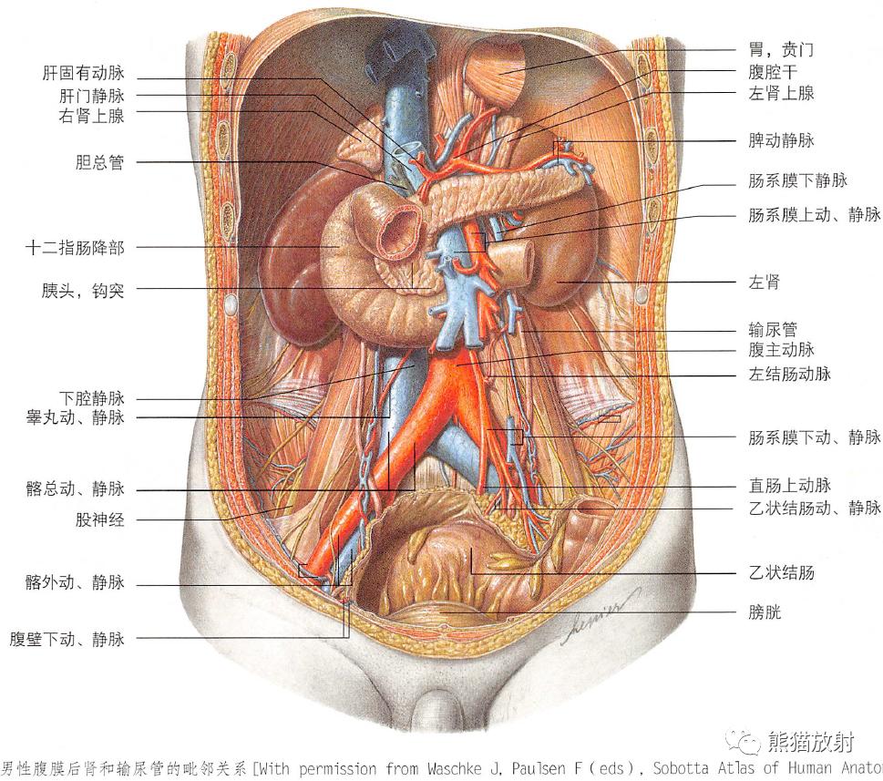 输尿管和髂血管解剖,脾胰解剖图
