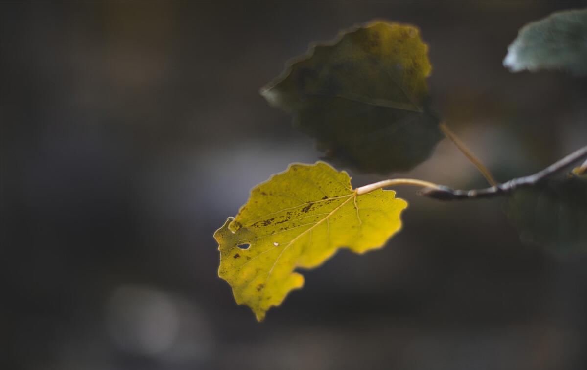 青山隐隐水迢迢秋尽江南草未凋,青山隐隐水迢迢杨再春书法欣赏