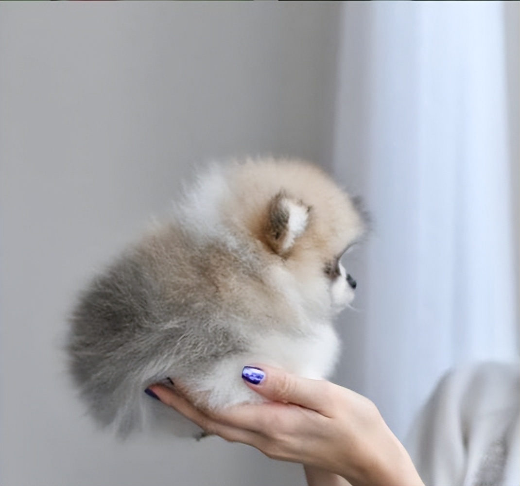 养什么宠物狗寿命比较长,建议新手养的10种狗寿命很长