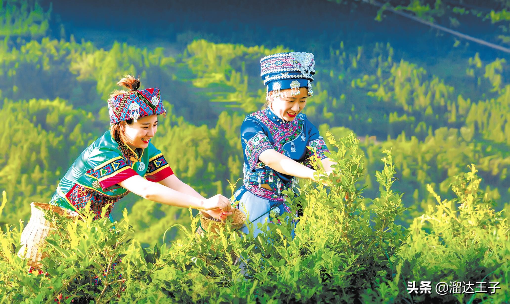 湖北省茶叶产业发展,湖北省茶叶年产量