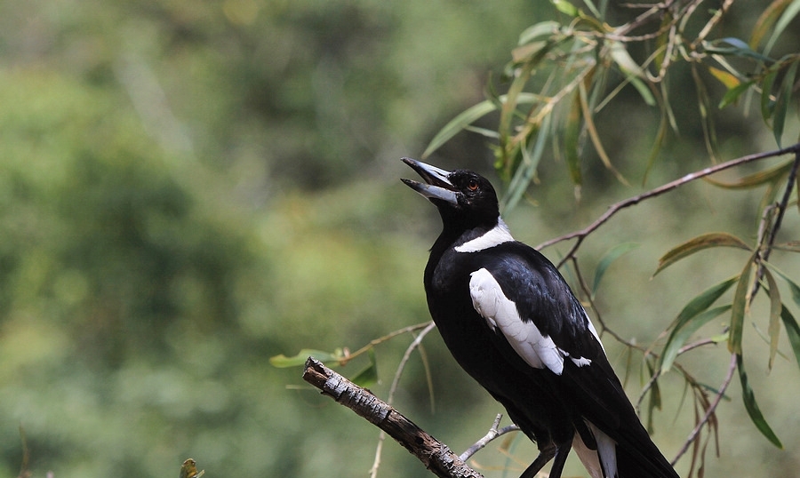 面包夹知识,面包夹心冷知识