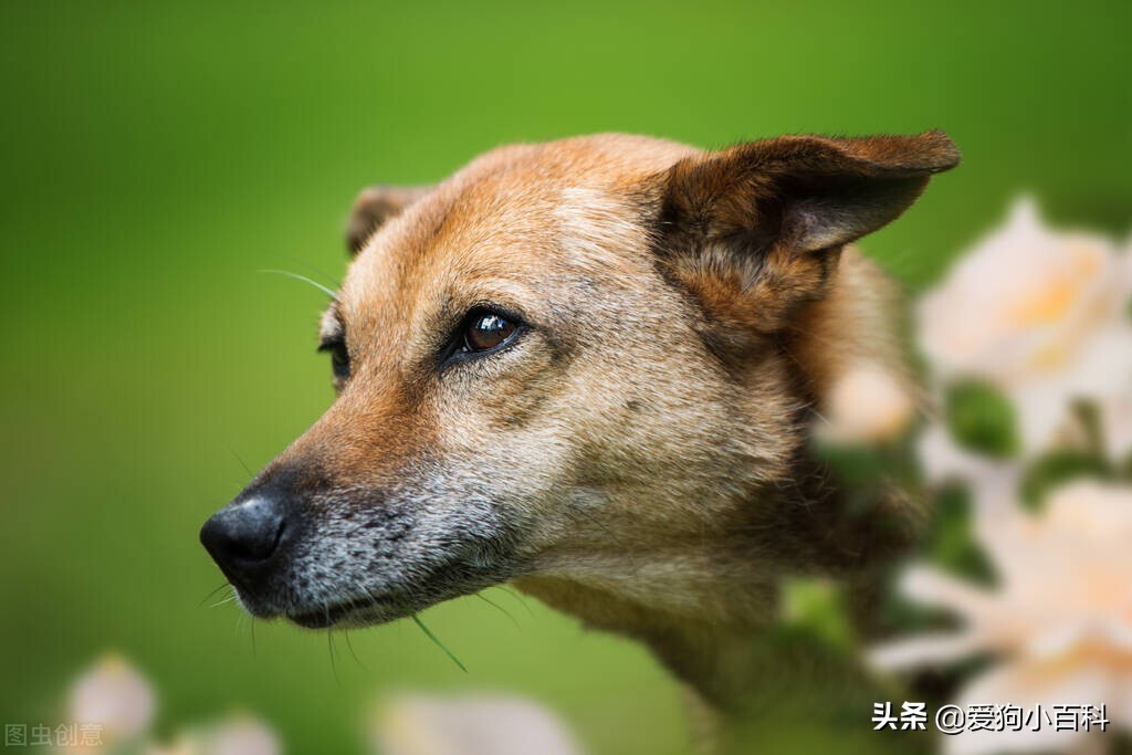 训练狗狗标准手势图,训练狗狗定点大小便