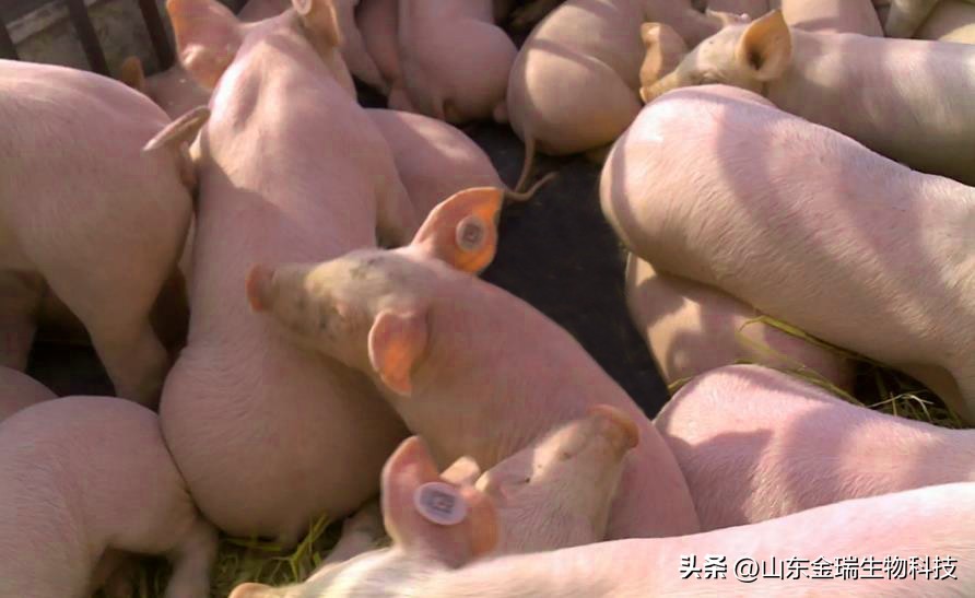 传染性胸膜肺炎猪怎么治疗,猪传染性胸膜肺炎的解剖症状