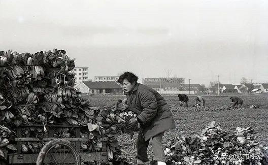 艮山门在拱宸桥北面,杭州艮山门水果市场简介