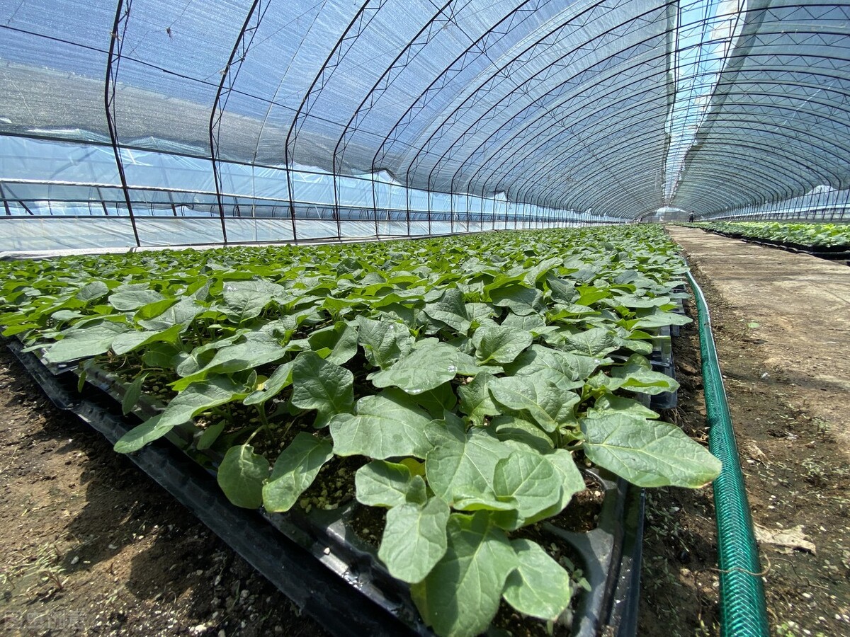 云南2024年1月3日蔬菜价格一览表,2024年1月6日云南蔬菜价格一览表