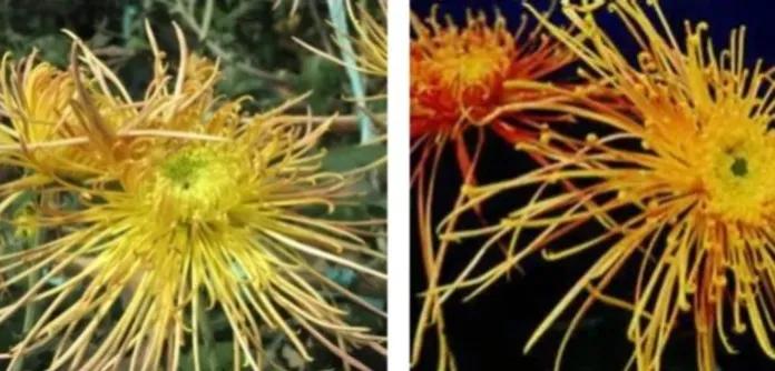 不是花中偏爱菊菊花开尽更无花,不是花中偏爱菊只是花开尽更无花