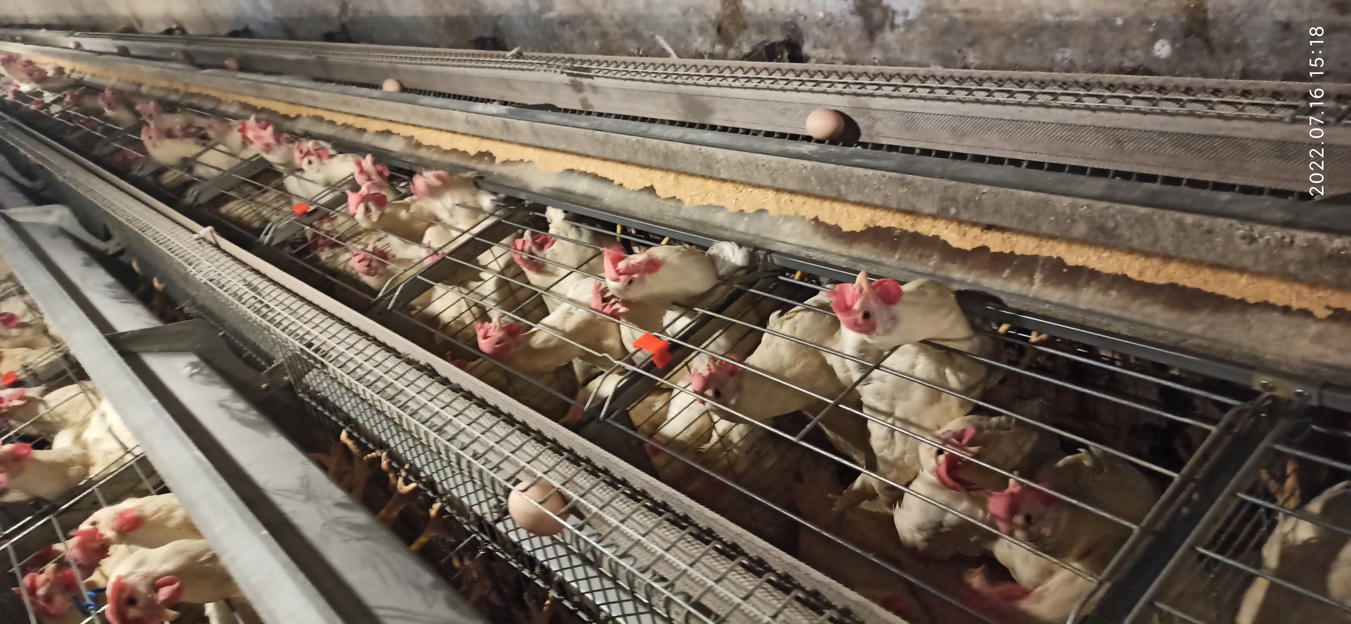 牧翔禽病研究院‖蛋鸡传染性贫血并发滑液囊支原体病例（湖北）69