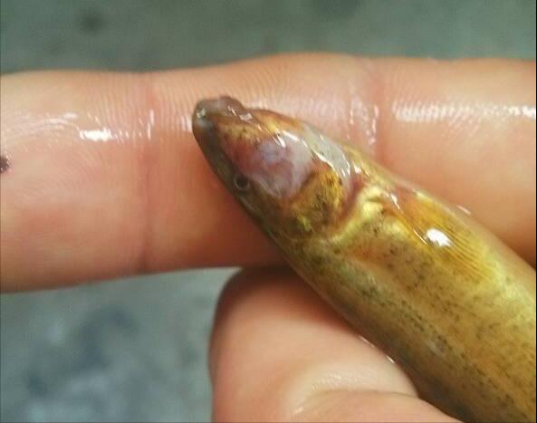 泥鳅水花常见病害及解决方法,泥鳅黄鳝的养殖技术和病害