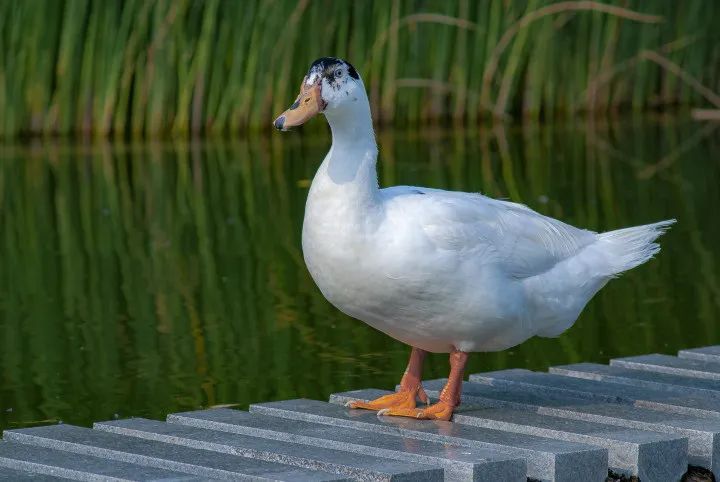 师大寻鸟记，这些小可爱，你都见过吗？
