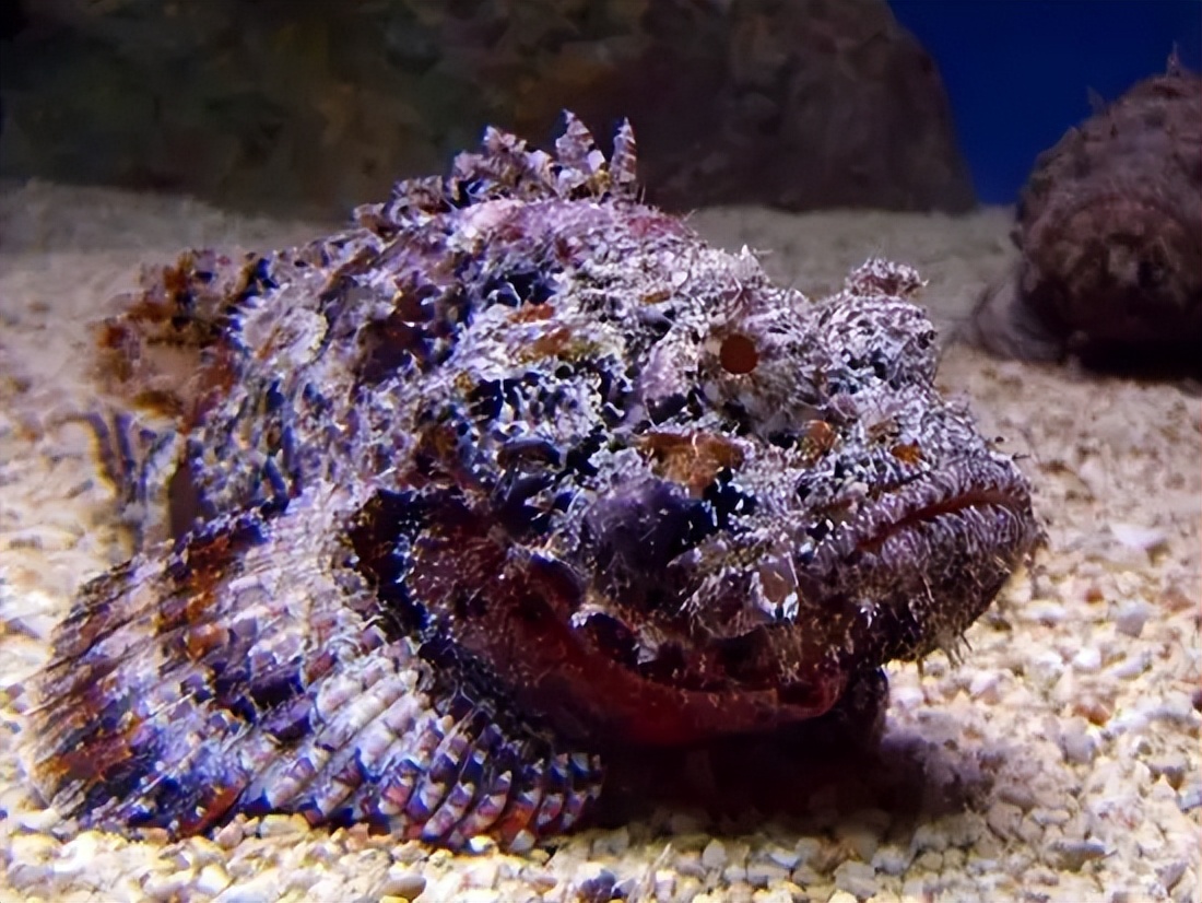 世界上最具致命毒性的动物,世界上最恐怖的10种有毒动物