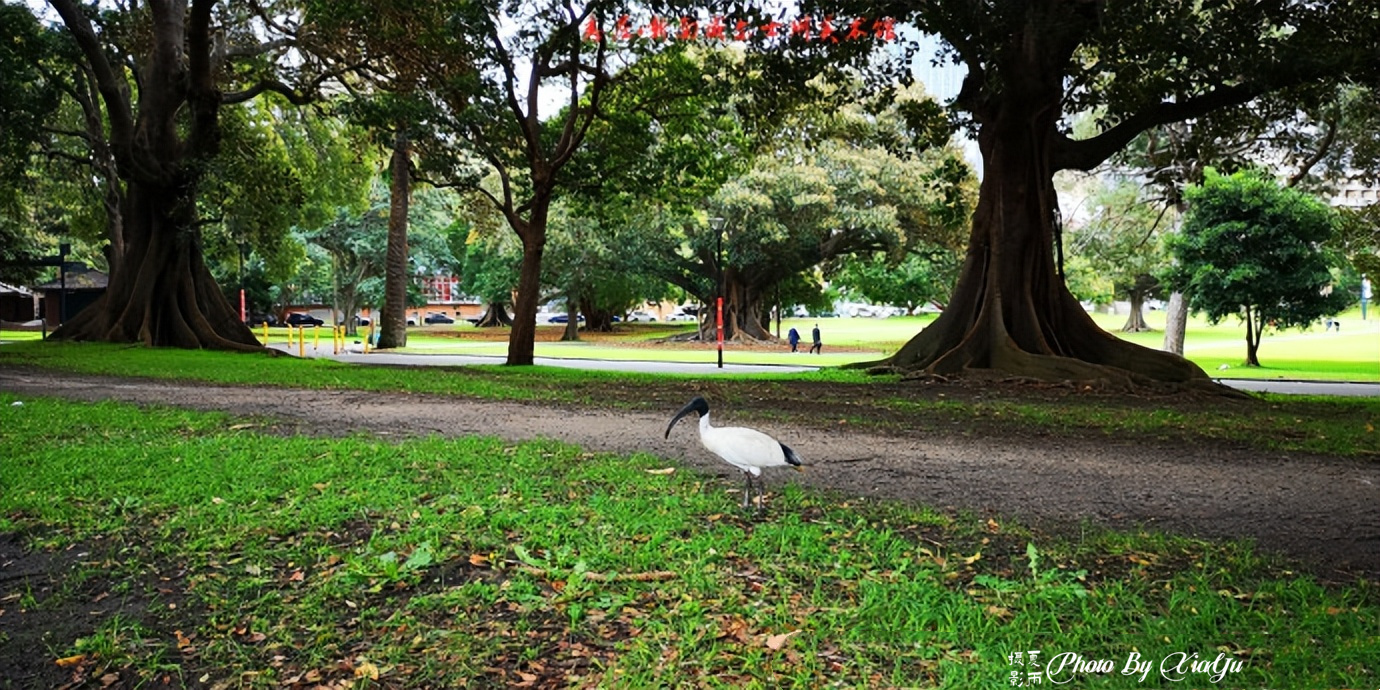 「畅游大洋洲」初识悉尼（五）