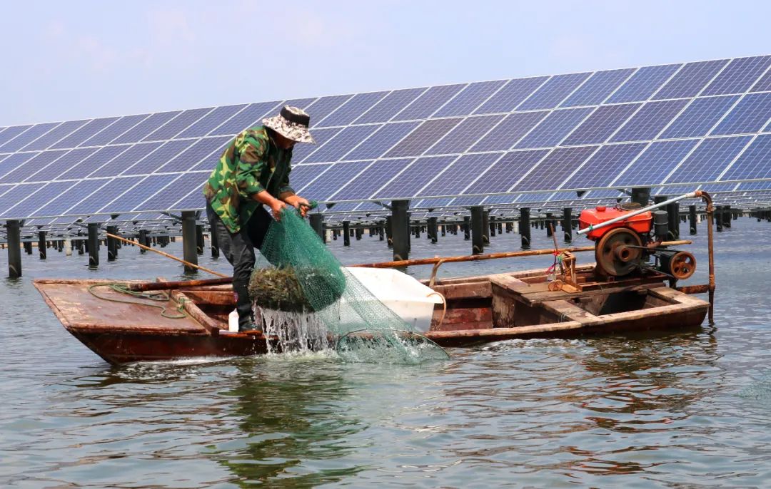 水产养殖助增收产业振兴显成效,滨海县产业扶贫